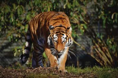 老虎 西伯利亚虎 大猫 捕食者 食肉动物 野猫 猫 动物 荒野