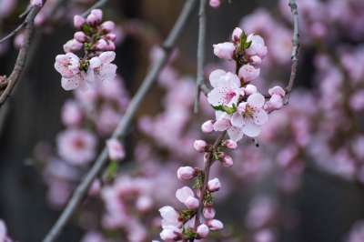 油桃 春天 粉红色的花朵 花朵 花园 树 花瓣 植物群
