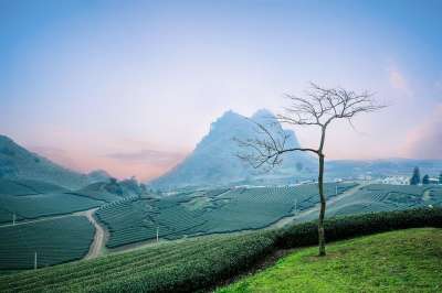 茶园 邮电部洲山茶 红茶园 自然 景观 清晨 越南 茶园 茶园