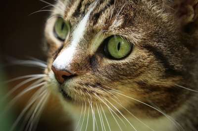 猫 宿醉 鲭鱼 家畜 家猫 欧洲短毛 猫肖像 猫眼 晶须 猫脸