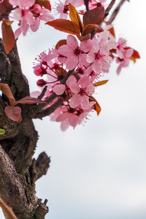 Mandulavirág 杏仁 鲜花 春天 花 春天的花朵 日本樱花