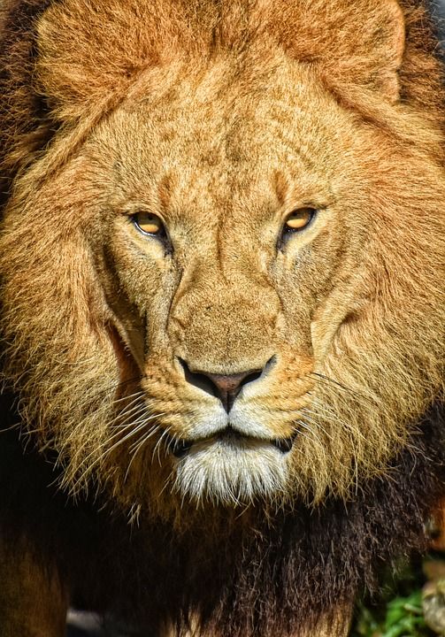 狮子 捕食者 危险的 鬃毛 大猫 男性 动物园 野生动物 非洲