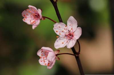 高清壁纸 高清背景 观赏梅 花瓣 花枝 梅花 开花 盛开的树枝