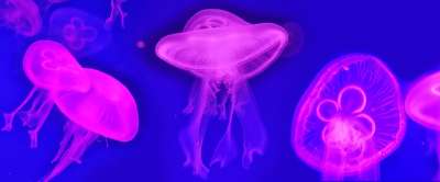 海蜇 海 水母 自然 蓝色的 海洋 大海 动物 果冻 生物