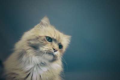 猫 猫科动物 宠物 国内的 蓬松的 毛皮 基蒂 可爱的 肖像
