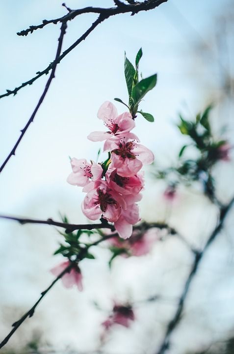 花 开花 盛开 春天 花园 花瓣 爱 紫色的 夏天 粉色的