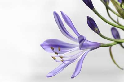 Agapanthus 花 百合 爱情花 开花 盛开 雌蕊 花蜜
