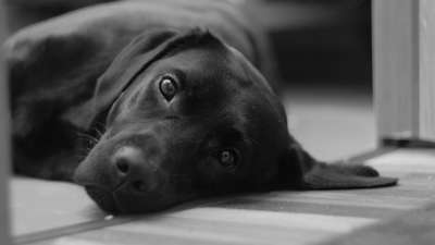 狗 纵向 可爱 黑色和白色 小狗 动物 拉布拉多犬 迷人 猎犬