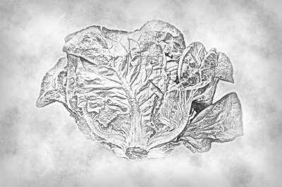 卷心菜 食物 草图 重新着 绘画 装饰 艺术的 设计 刷子