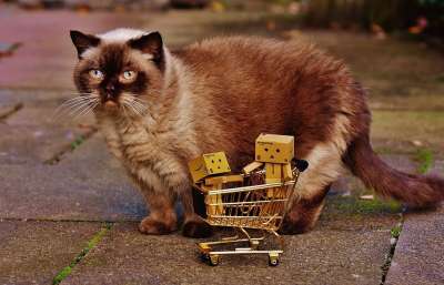 丹波 人物 购物冒险 购物 猫 好奇的 英国短毛猫 一起