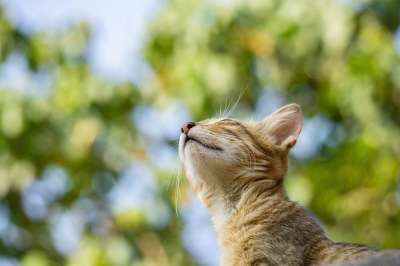 猫 宠物 猫科动物 动物