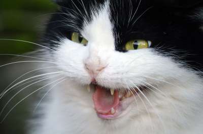 猫 嘶 生气的 胡须 国内动物 国内的猫 猫脸 俏皮的 可爱的