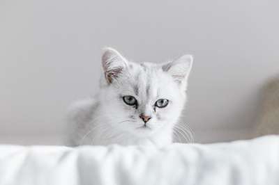 猫 白色的 小猫 宠物 白色猫咪 白色的小猫 猫科动物 国内的