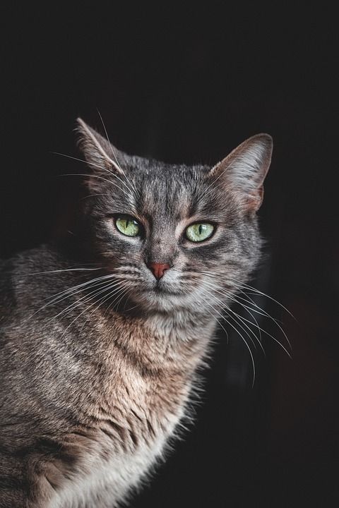 猫 宠物 猫科动物 动物 毛皮 基蒂 国内的 国内的猫 猫画像