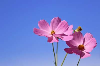 宇宙 花 野花 植物 花瓣 花卉园 大自然 贴上 秋季 夏天