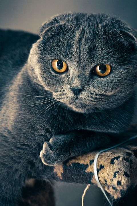 苏格兰折耳猫 猫 宠物 脸 胡须 毛皮 动物 国内的猫 猫科动物