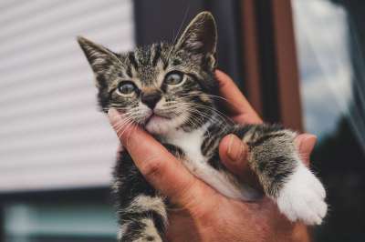 猫 小猫 手 小的 眼睛 动物 宠物 可爱的 国内的 年轻
