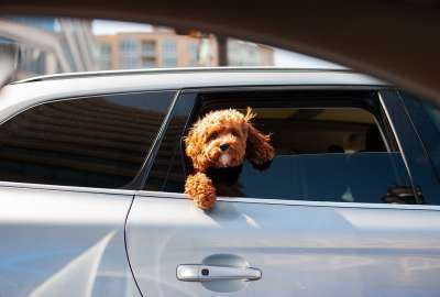 狗 小狗 宠物 可爱的 动物 车 犬类 狗 车 车 车 车