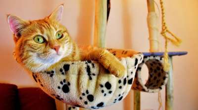 猫 宿醉 红色的 轻松 安静的 可爱的 鲭鱼 舒适 动物 家猫