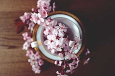 高清壁纸 春天 樱桃 盛开 开花 自然 树 枝杈 花 花的