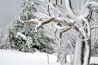 冬天 白色的 寒冷的 雪 雪魔法 树木 下雪的 霜 雪覆盖