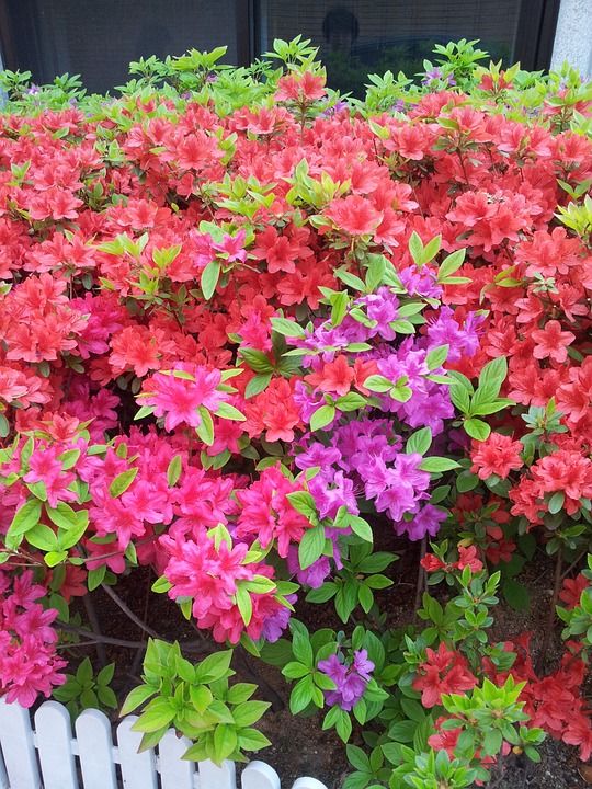 映山红 花 春天 大自然 粉红色的花 红花 四月 植物 龙飞凤舞