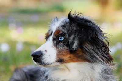 澳大利亚牧羊犬 蓝陨石色 狗 动物 牧羊犬 聚焦 非常聪明 平衡