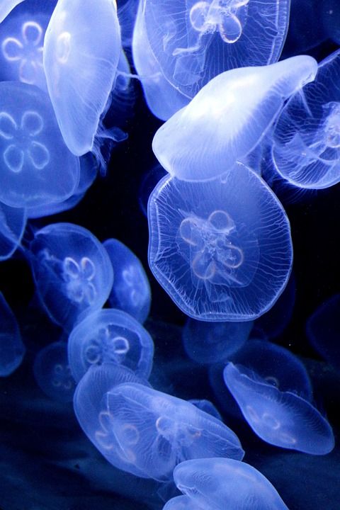 海蜇 动物 蓝色 创建 深深地 黑色的 动物园 水族馆 鱼