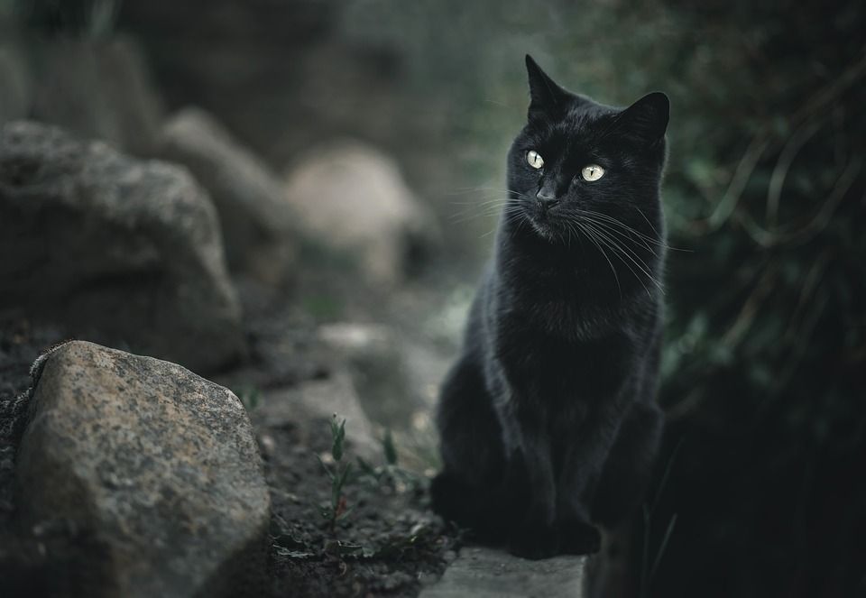 猫, 宠物, 黑猫, 动物, 猫科动物, 国内的, 国内的猫, 哺乳动物