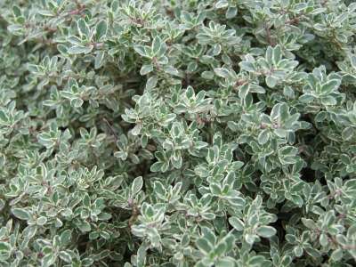 百里香 工厂 草本植物 香料