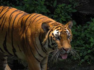 老虎 食肉动物 动物 自然 野生动物 猫科动物