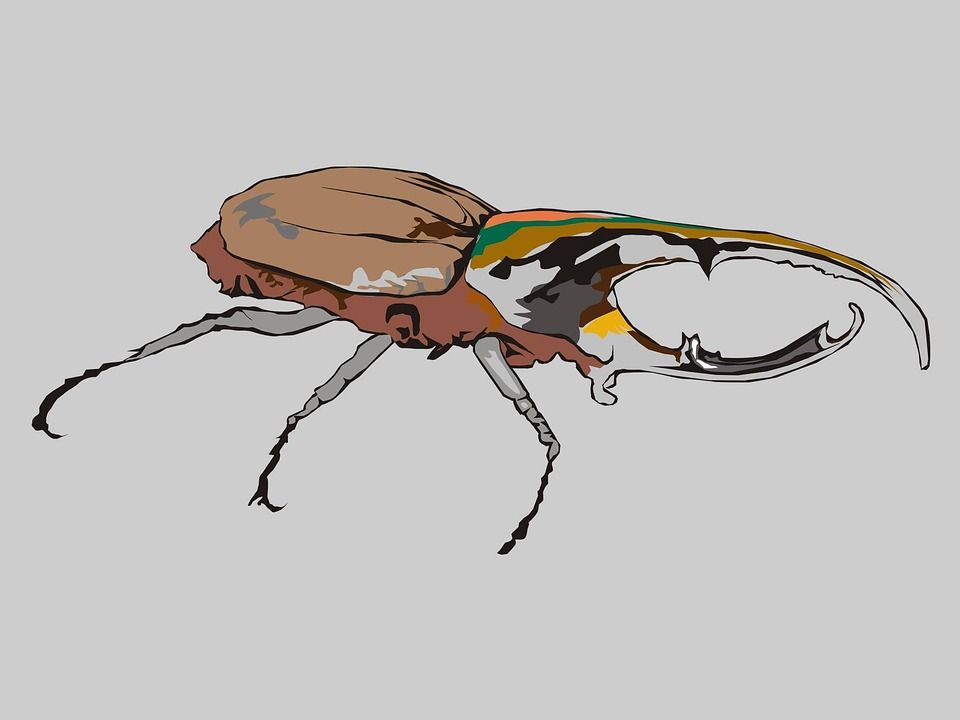 Rhynocéros, 昆虫, 甲虫, 动物, Adobe, Photoshop