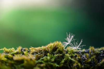蒲公英 种子 苔藓 露 露滴 飞沫 有天赋的人 森林 自然