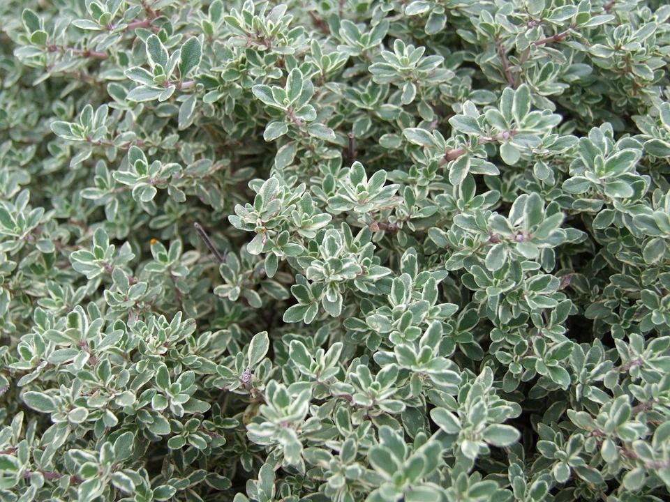 百里香, 工厂, 草本植物, 香料