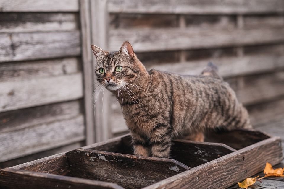 动物, 猫科动物, 猫, 哺乳动物, 宠物, 虎斑猫, 品种, 胡须, 毛皮