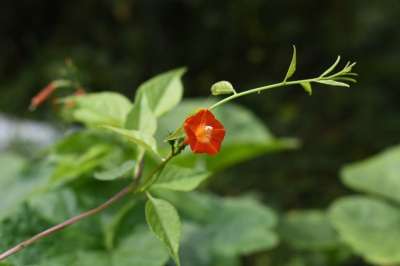 花 喇叭花 红色 红色的 藤蔓 藤 早上的荣耀 藤本植物 花草