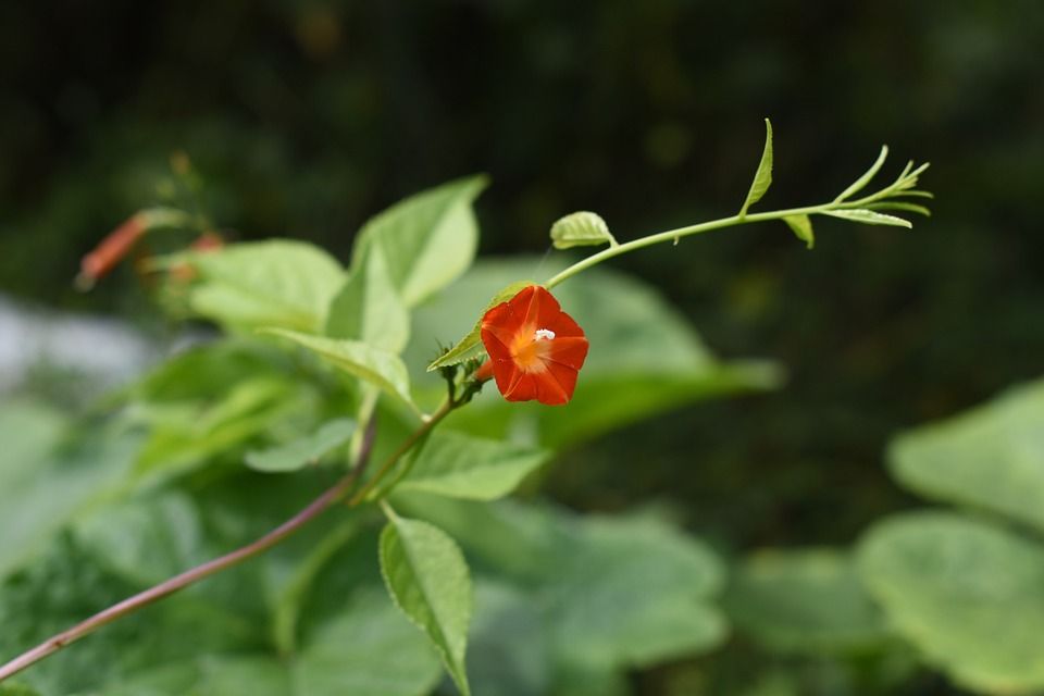 花, 喇叭花, 红色, 红色的, 藤蔓, 藤, 早上的荣耀, 藤本植物, 花草