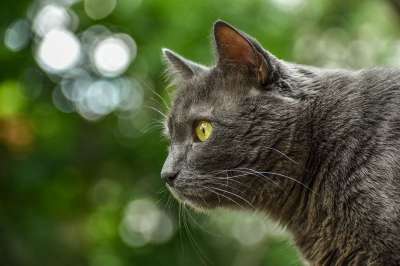 动物 猫 猫科动物 哺乳动物 宠物 品种 毛皮 胡须 小猫