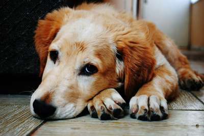 狗 宠物 小狗 躺着 伤心 悲伤 可爱的 动物 犬类 毛茸茸的