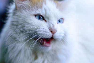 动物 猫 哺乳动物 猫科动物 物种 胡须 特写 毛皮 宠物