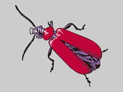 红衣主教 昆虫 甲虫 动物 红色 蓝色的 天线 Adobe