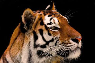 动物 老虎 大猫 Amurtiger 猫 捕食者 危险的
