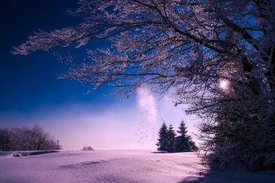 冬天 雪 日落 黄昏 天空 云 景观 森林 树木 自然 户外