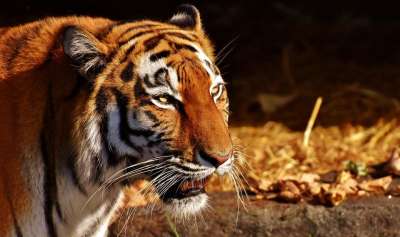 老虎 捕食者 女性 毛皮 美丽的 危险的 大猫 野生动物