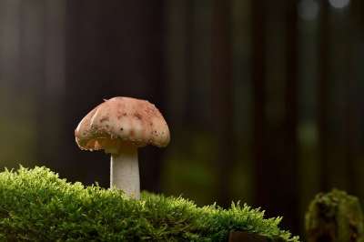 蘑菇 光盘真菌 苔藓 太阳 森林 落下 自然