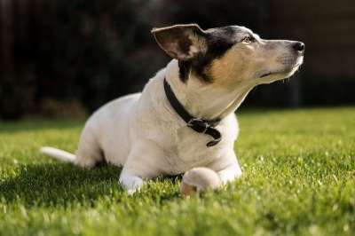 动物 狗 杰克罗素 宠物 品种 哺乳动物 梗犬 罗素 忠诚