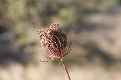 草 花草干 种子