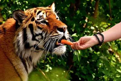 老虎 捕食者 喂养 胡萝卜 大猫 野生动物 美丽的 乐趣 手