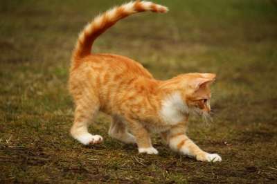 猫 红猫 小猫 红虎斑 游戏 草
