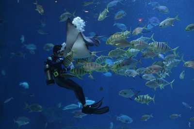 黄貂鱼 潜水 水族馆 水上乐园 海 鱼 生物 自然 水色 水下